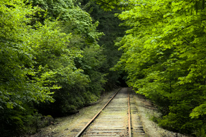 Traveling to the austere coniferous forest