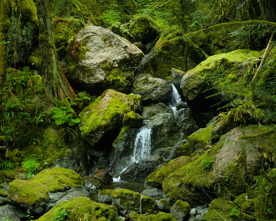 Trees holding up the mountain; a wall of precarious boulders