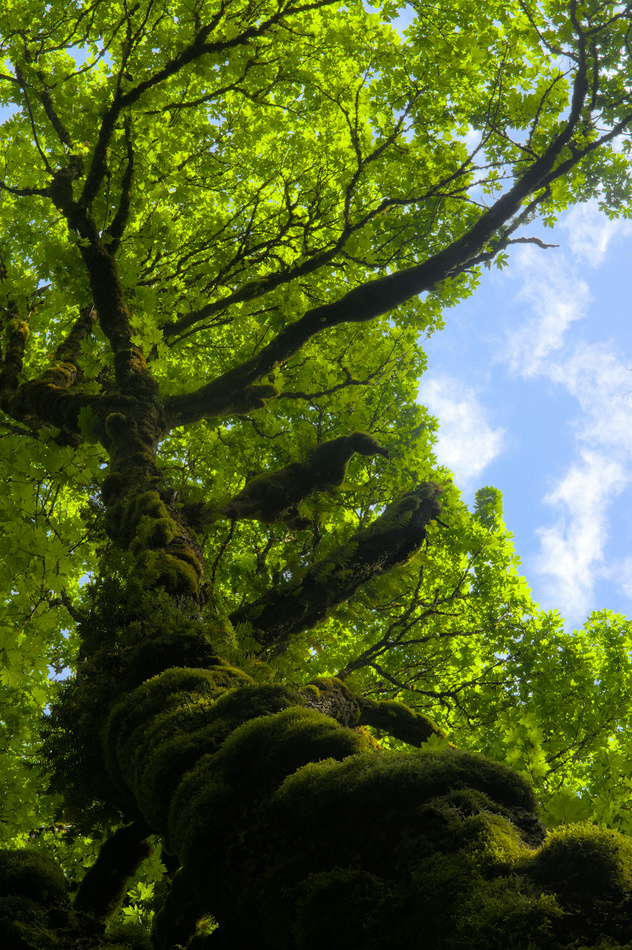 Trees create habitat, if they&#x27;re left standing