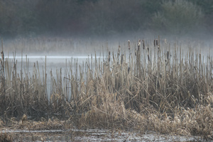 The sounds of a misty wetland oscillating through the rushes