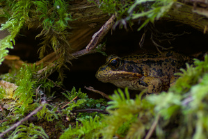 Northern Red-legged Frog (Rana aurora)