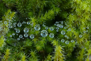 Water planets drift by a vast mossy nebula. Or are they the eyes of some earthen spider?