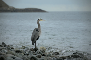 Great Blue Heron (Ardea herodias fannini)