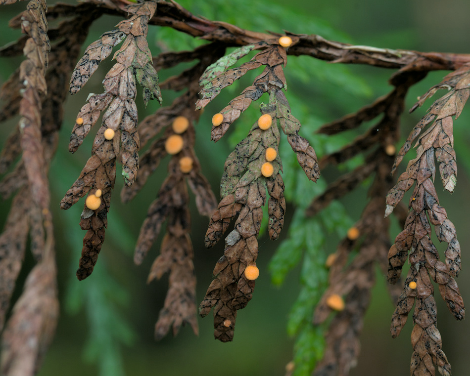 Pithya cupressina on red cedar foliage