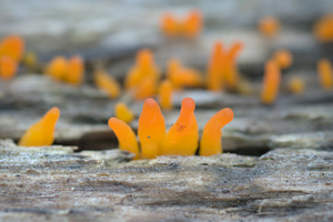 Witch's Fingers