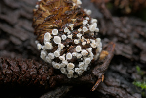 Stalked Hairy Fairy cup (Lachnum virgineum) on an alder cone