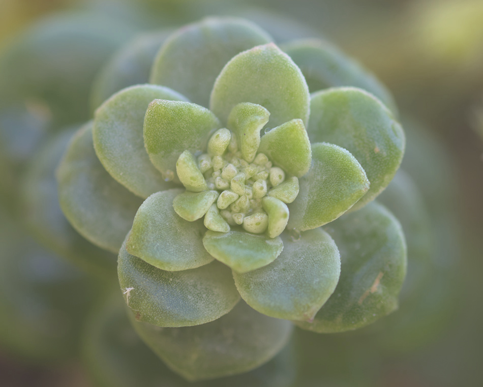 Broad-leaved Stonecrop (Sedum spathulifolium) about to flower