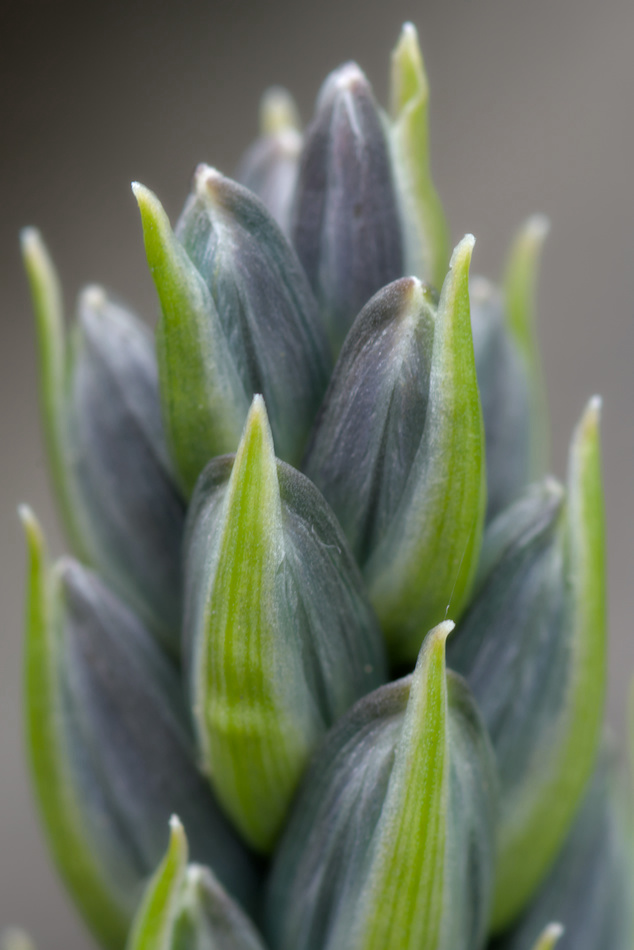 Common Camas (Camassia quamash)