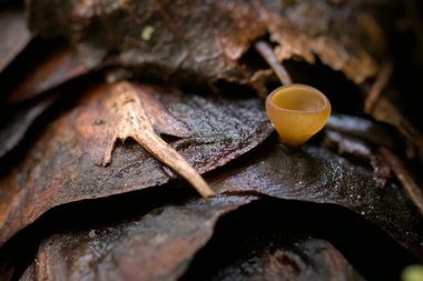 pursuing wonder among trees
finding awe in the mundane
sharing the magic of nature