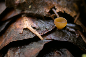 Ciboria rufofusca growing from a Douglas-fir cone