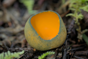 Snowbank Orange-peel fungus (Caloscypha fulgens)