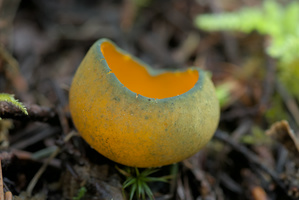 Snowbank Orange-peel fungus (Caloscypha fulgens)