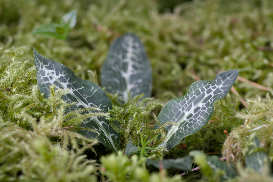 Rattlesnake-plantain (Goodyera oblongifolia)