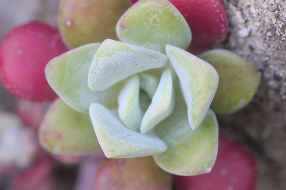 Broad-leaved stonecrop showing its vibrant colours and textures