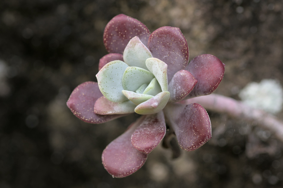 Broad-leaved Stonecrop (Sedum spathulifolium)