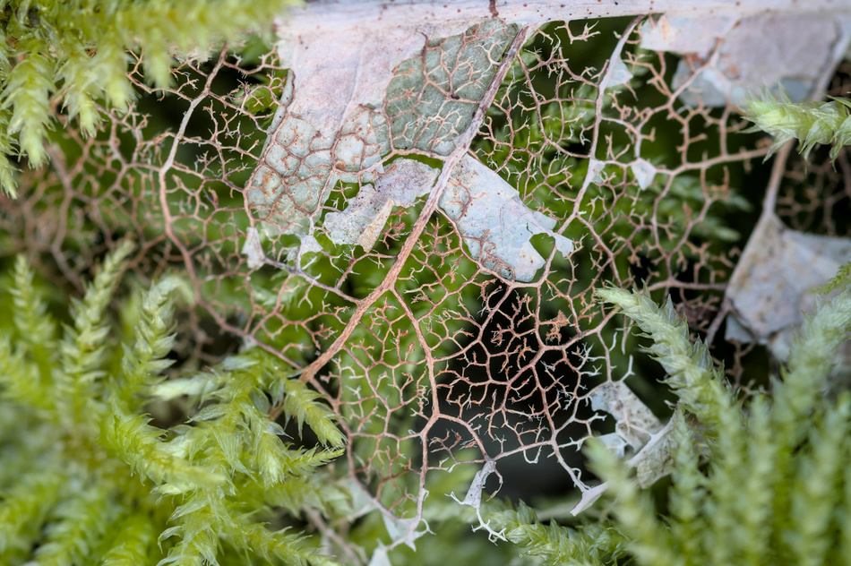 Leaf skeletons