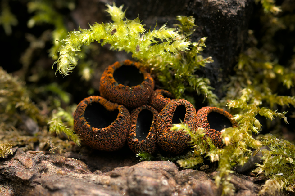 Black-hole fungus (Plectania melastoma)