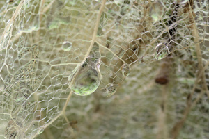 A curtain with enmeshed water droplets